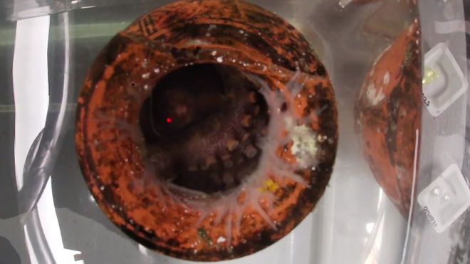 Octopus bimaculoides on eggs